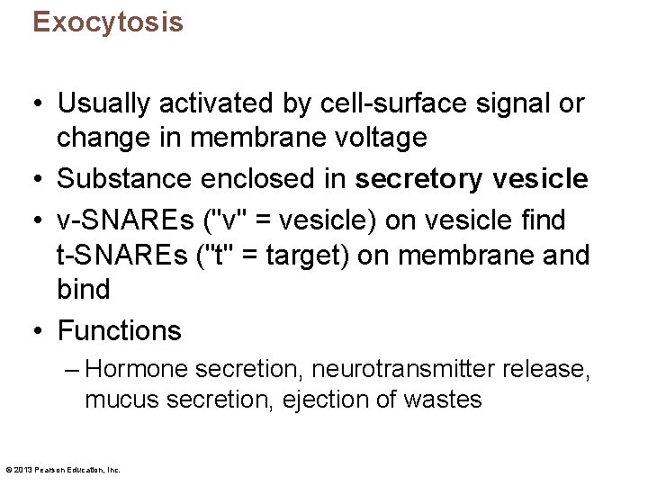 Exocytosis • Usually activated by cell-surface signal or change in membrane voltage • Substance