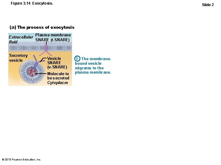 Figure 3. 14 Exocytosis. Slide 2 The process of exocytosis Plasma membrane Extracellular SNARE