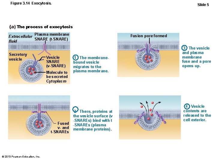 Figure 3. 14 Exocytosis. Slide 5 The process of exocytosis Plasma membrane Extracellular SNARE