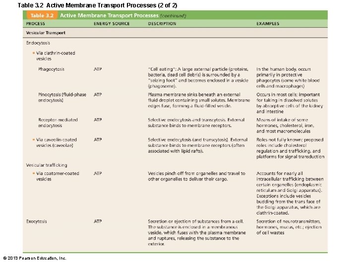 Table 3. 2 Active Membrane Transport Processes (2 of 2) © 2013 Pearson Education,