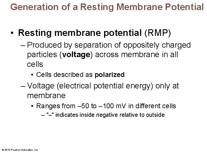 Generation of a Resting Membrane Potential • Resting membrane potential (RMP) – Produced by