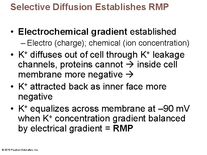 Selective Diffusion Establishes RMP • Electrochemical gradient established – Electro (charge); chemical (ion concentration)
