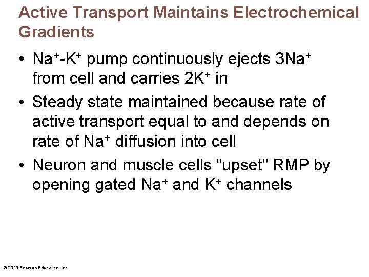 Active Transport Maintains Electrochemical Gradients • Na+-K+ pump continuously ejects 3 Na+ from cell