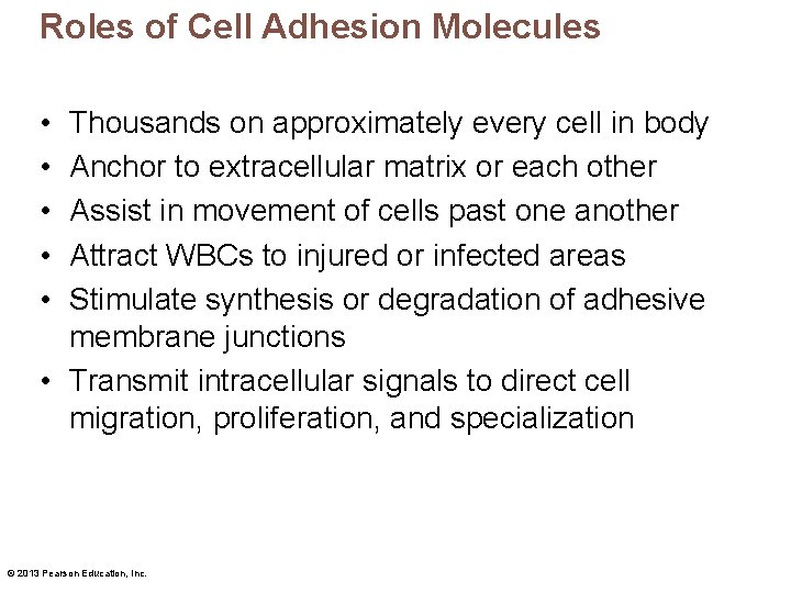 Roles of Cell Adhesion Molecules • • • Thousands on approximately every cell in