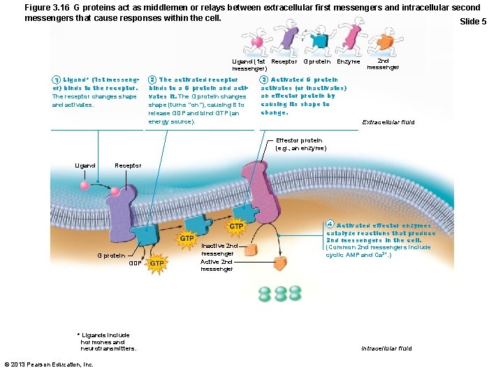 Figure 3. 16 G proteins act as middlemen or relays between extracellular first messengers