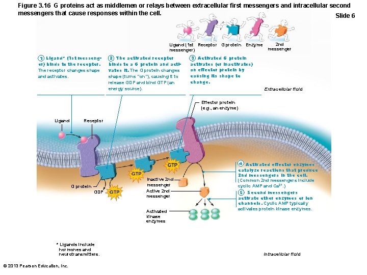 Figure 3. 16 G proteins act as middlemen or relays between extracellular first messengers