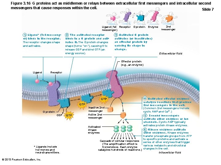 Figure 3. 16 G proteins act as middlemen or relays between extracellular first messengers
