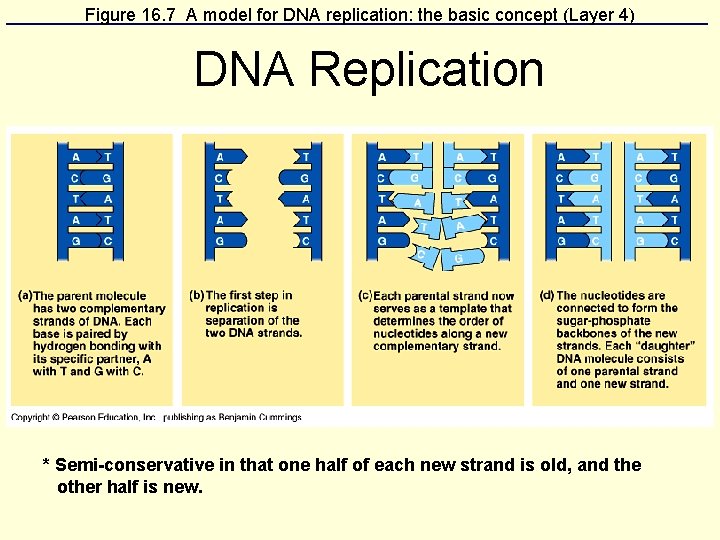 Figure 16. 7 A model for DNA replication: the basic concept (Layer 4) DNA