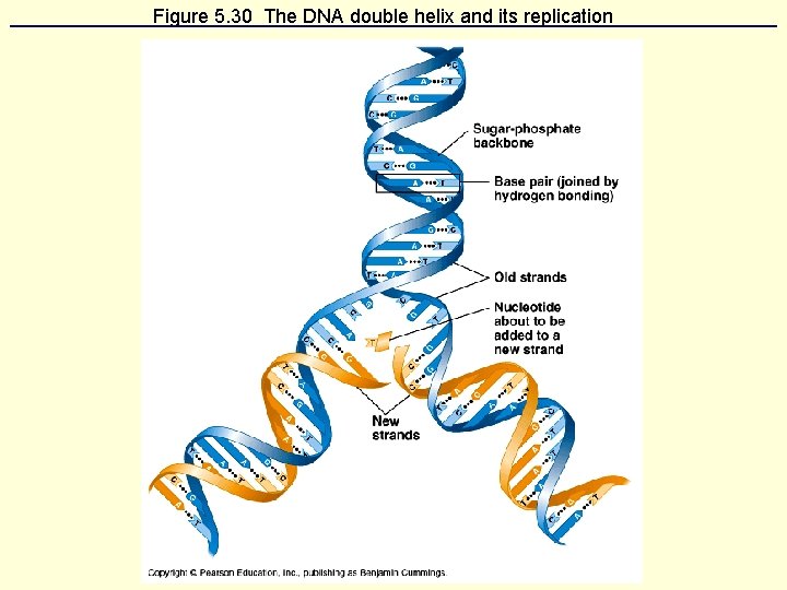 Figure 5. 30 The DNA double helix and its replication 