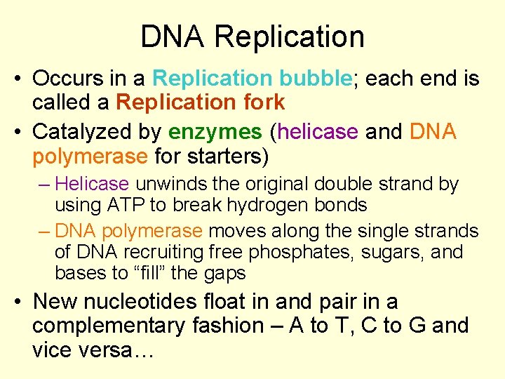DNA Replication • Occurs in a Replication bubble; each end is called a Replication