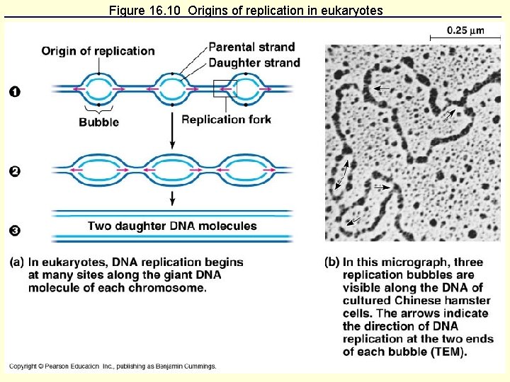 Figure 16. 10 Origins of replication in eukaryotes 