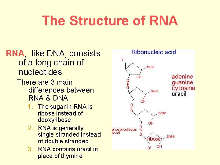 The Structure of RNA, like DNA, consists of a long chain of nucleotides There