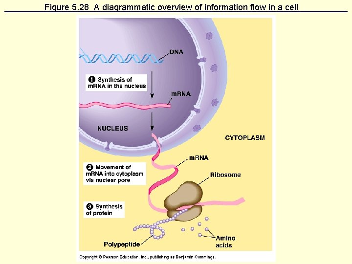 Figure 5. 28 A diagrammatic overview of information flow in a cell 