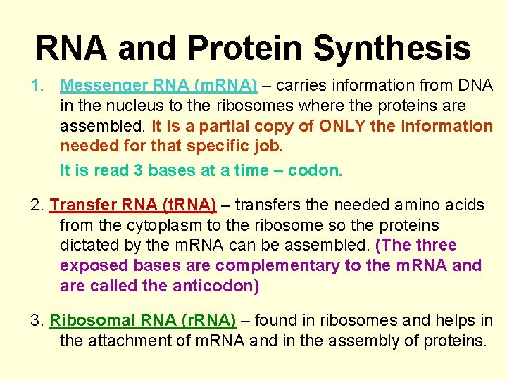 RNA and Protein Synthesis 1. Messenger RNA (m. RNA) – carries information from DNA