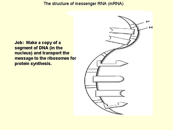 The structure of messenger RNA (m. RNA) Job: Make a copy of a segment
