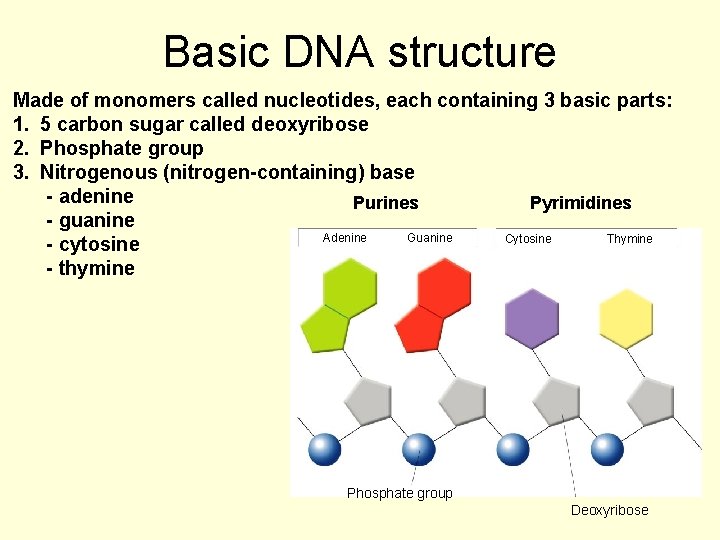 Basic DNA structure Made of monomers called nucleotides, each containing 3 basic parts: 1.