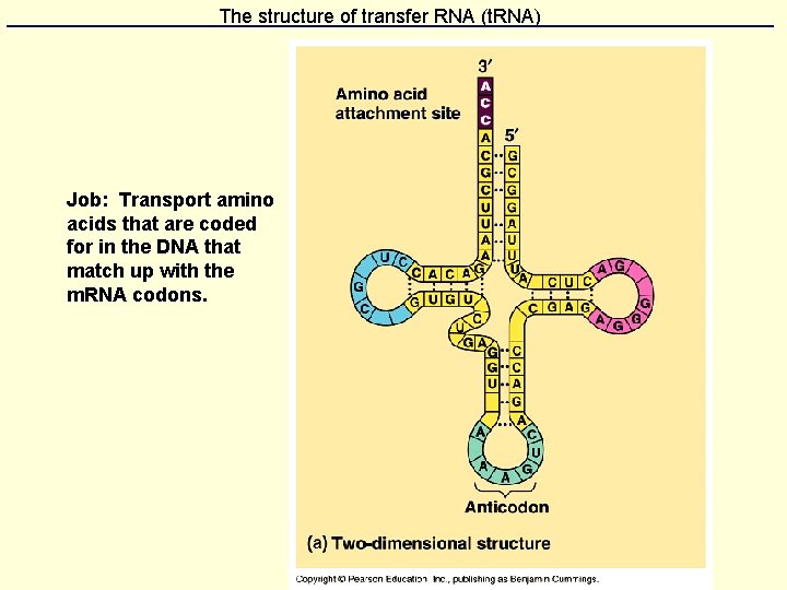 The structure of transfer RNA (t. RNA) Job: Transport amino acids that are coded