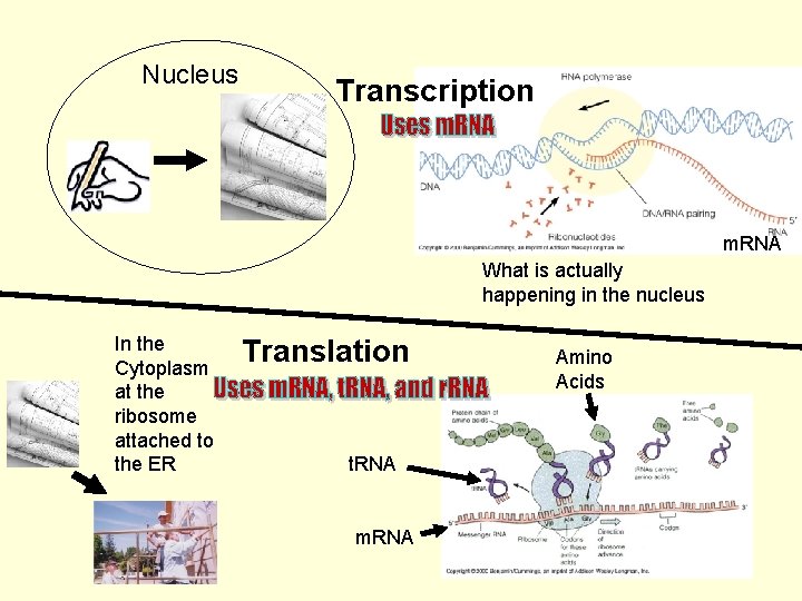 Nucleus Transcription m. RNA What is actually happening in the nucleus In the Cytoplasm