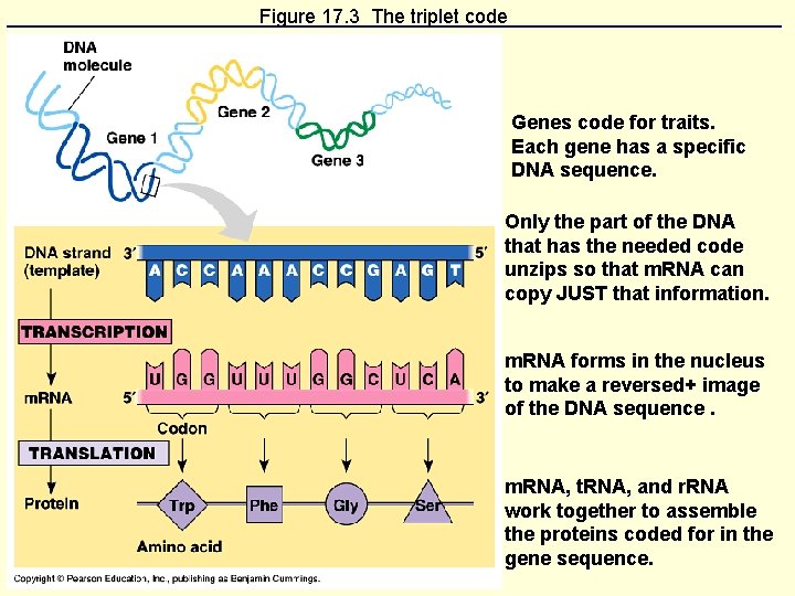 Figure 17. 3 The triplet code Genes code for traits. Each gene has a