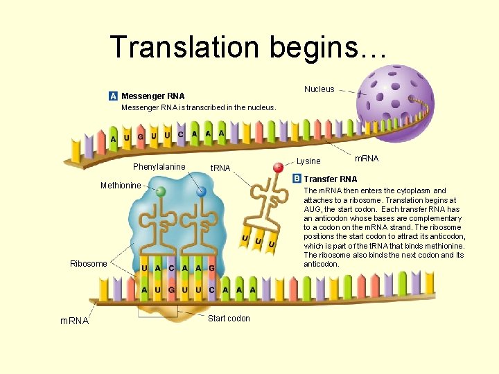 Section 12 -3 Translation begins… Nucleus Messenger RNA is transcribed in the nucleus. Phenylalanine