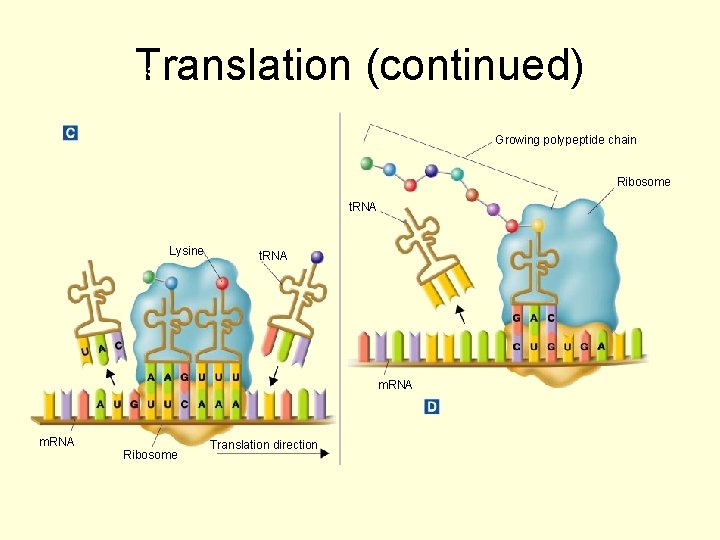 Translation (continued) Section 12 -3 Growing polypeptide chain Ribosome t. RNA Lysine t. RNA