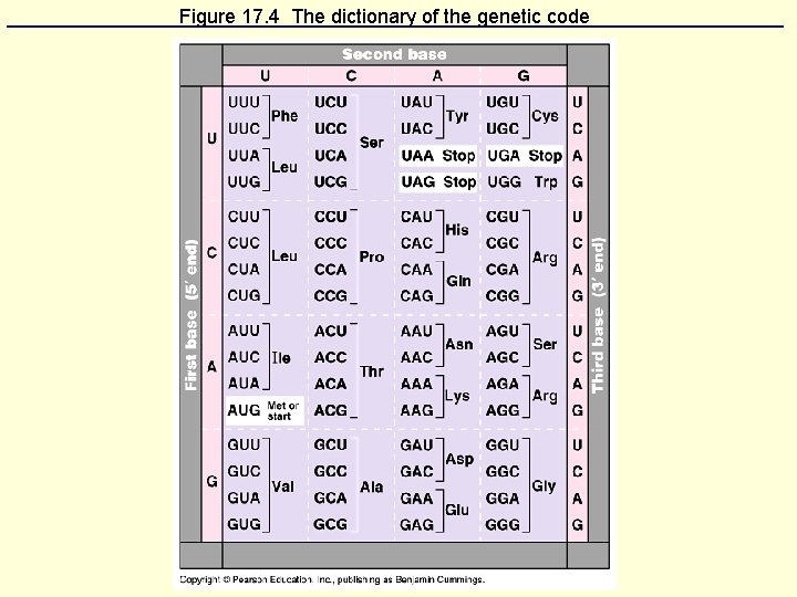 Figure 17. 4 The dictionary of the genetic code 