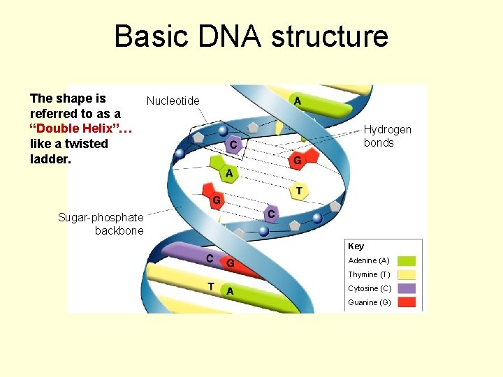 Basic DNA structure The shape is referred to as a “Double Helix”… like a