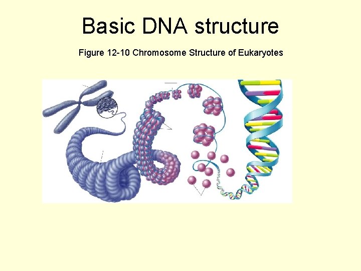Basic DNA structure Figure 12 -10 Chromosome Structure of Eukaryotes 