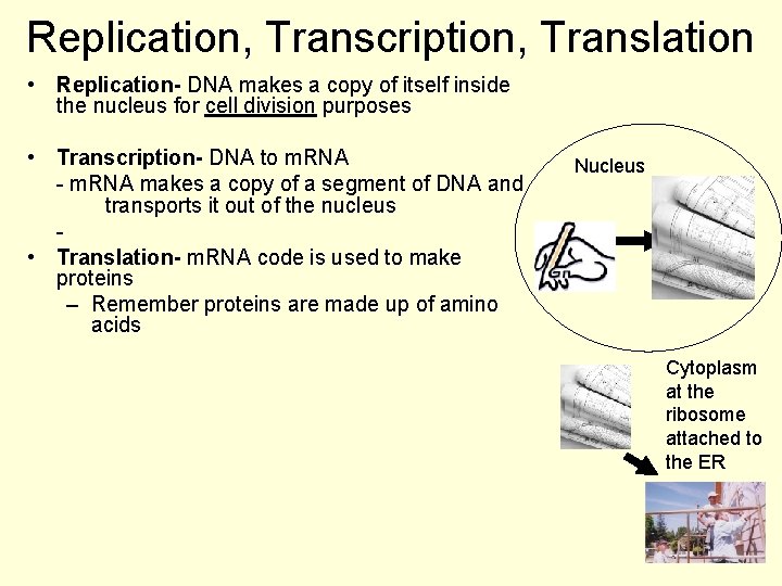 Replication, Transcription, Translation • Replication- DNA makes a copy of itself inside the nucleus