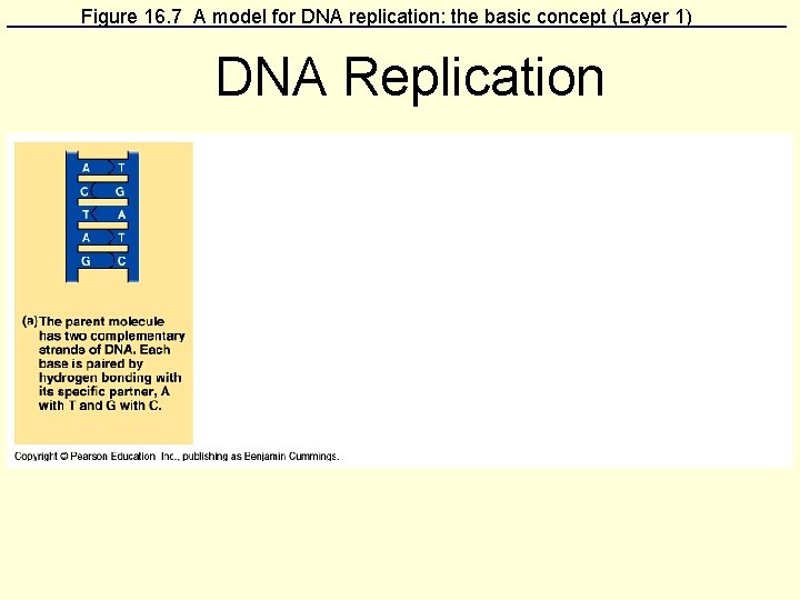 Figure 16. 7 A model for DNA replication: the basic concept (Layer 1) DNA