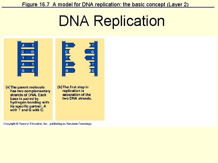 Figure 16. 7 A model for DNA replication: the basic concept (Layer 2) DNA