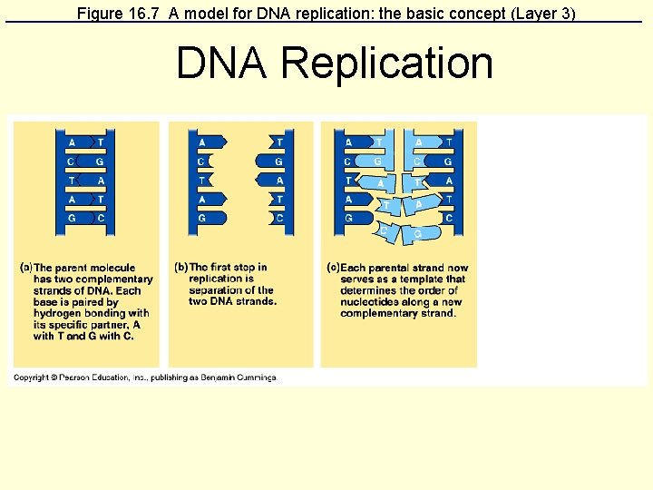 Figure 16. 7 A model for DNA replication: the basic concept (Layer 3) DNA
