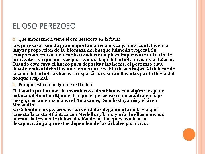 EL OSO PEREZOSO Que importancia tiene el oso perezoso en la fauna Los perezosos