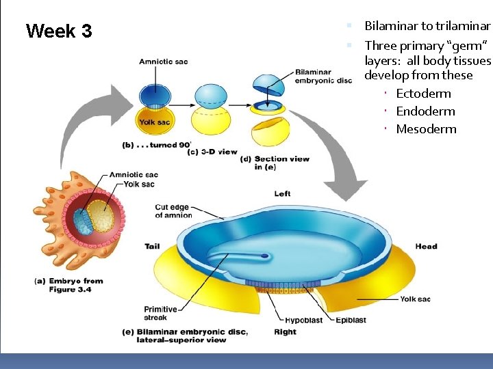 Week 3 Bilaminar to trilaminar Three primary “germ” layers: all body tissues develop from