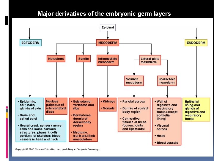 Major derivatives of the embryonic germ layers 