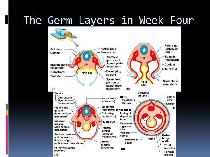 The Germ Layers in Week Four 