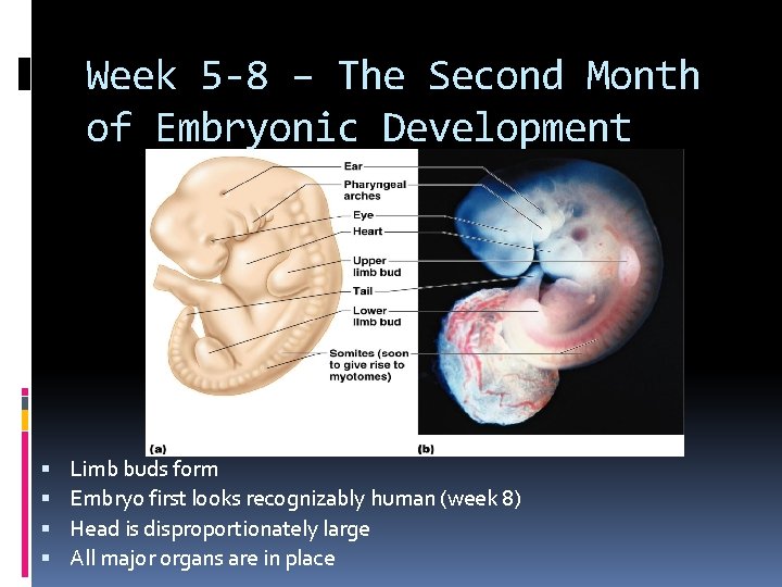 Week 5 -8 – The Second Month of Embryonic Development Limb buds form Embryo