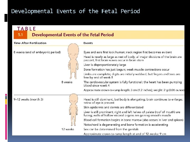 Developmental Events of the Fetal Period 