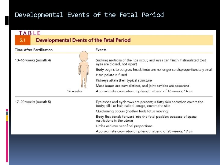 Developmental Events of the Fetal Period 