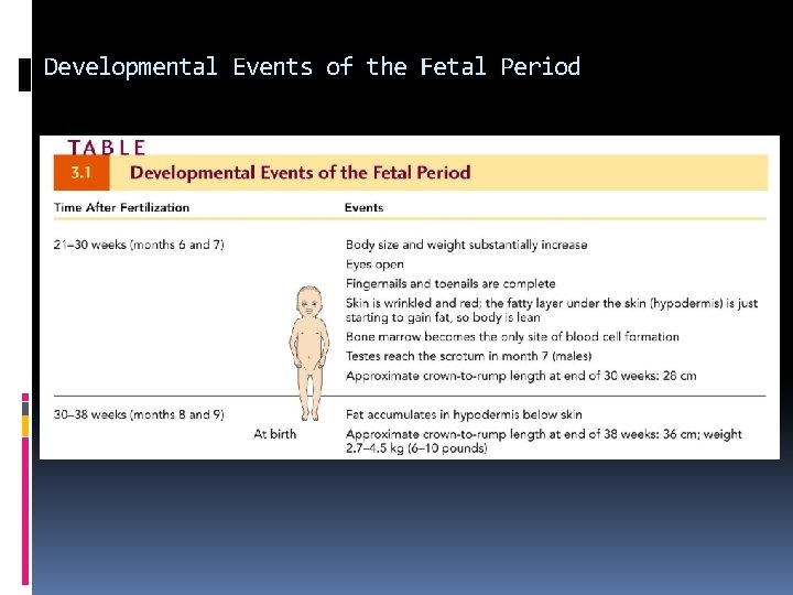 Developmental Events of the Fetal Period 
