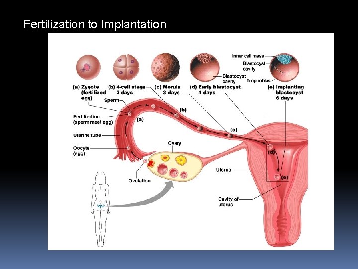 Fertilization to Implantation 