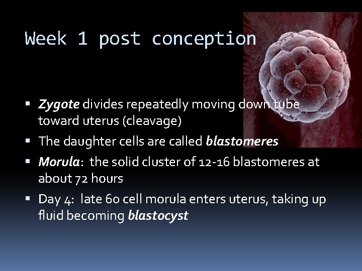 Week 1 post conception Zygote divides repeatedly moving down tube toward uterus (cleavage) The