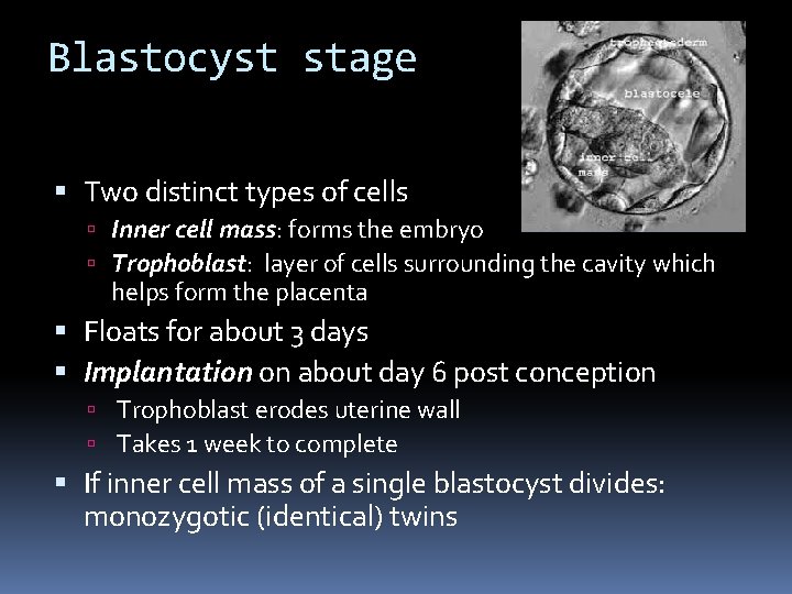 Blastocyst stage Two distinct types of cells Inner cell mass: forms the embryo Trophoblast: