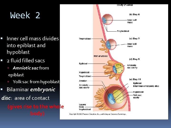 Week 2 Inner cell mass divides into epiblast and hypoblast 2 fluid filled sacs