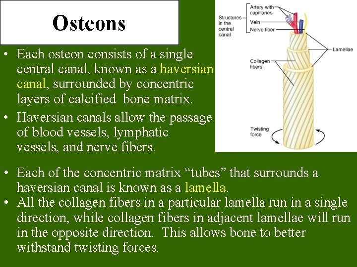 Osteons • Each osteon consists of a single central canal, known as a haversian