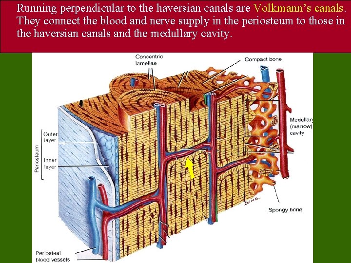 Running perpendicular to the haversian canals are Volkmann’s canals. They connect the blood and