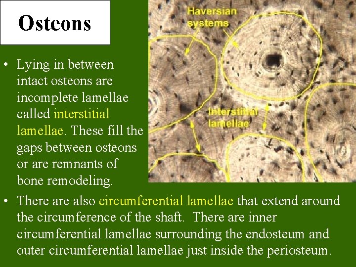 Osteons • Lying in between intact osteons are incomplete lamellae called interstitial lamellae. These
