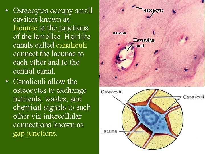  • Osteocytes occupy small cavities known as lacunae at the junctions of the