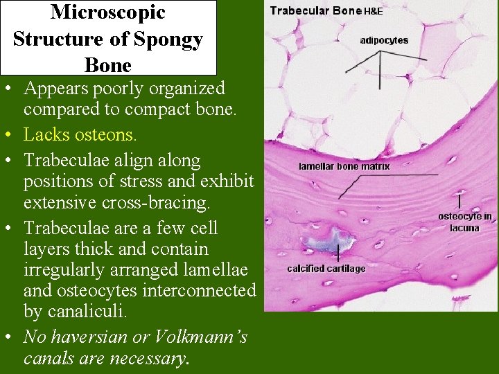 Microscopic Structure of Spongy Bone • Appears poorly organized compared to compact bone. •