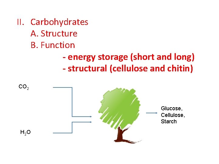 II. Carbohydrates A. Structure B. Function - energy storage (short and long) - structural